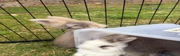 Angora rabbits for sale: Full Face English Angoras - Advert 37