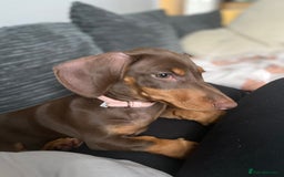 Miniature Dachshund dogs for sale: Female miniature dachshund  - Image 3