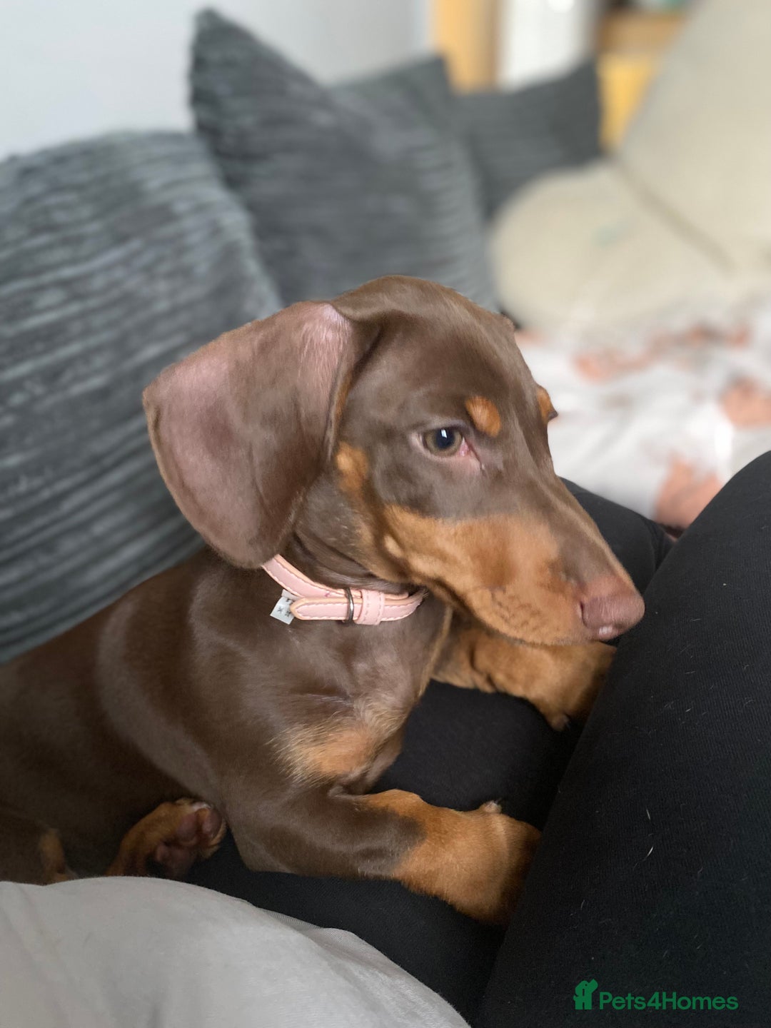 Miniature Dachshund dogs for sale: Female miniature dachshund  - Image 3