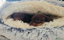 Miniature Dachshund dogs for sale: Choc/tan mum,long haired choc dad  A+ healthcare - Image 8