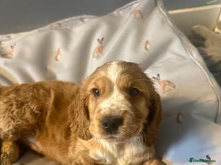 Cocker Spaniel dogs Scrumptious show Cockers - Advert 3