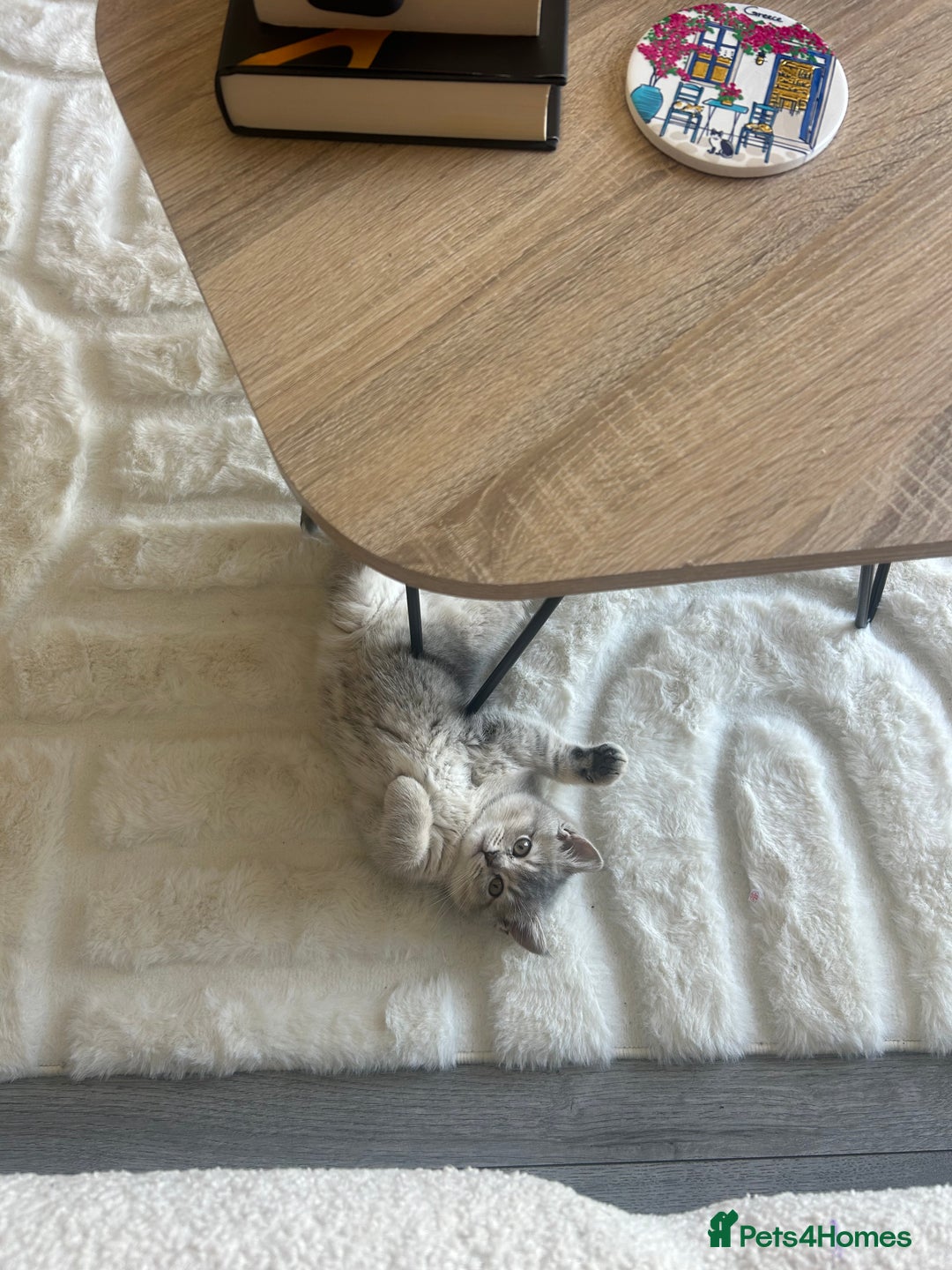 British Shorthair cats for sale: Espresso  - Image 4