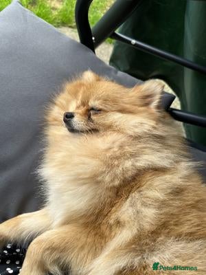 Pomeranian dogs for sale: Looking for a loving and new home for Lala - Advert 5