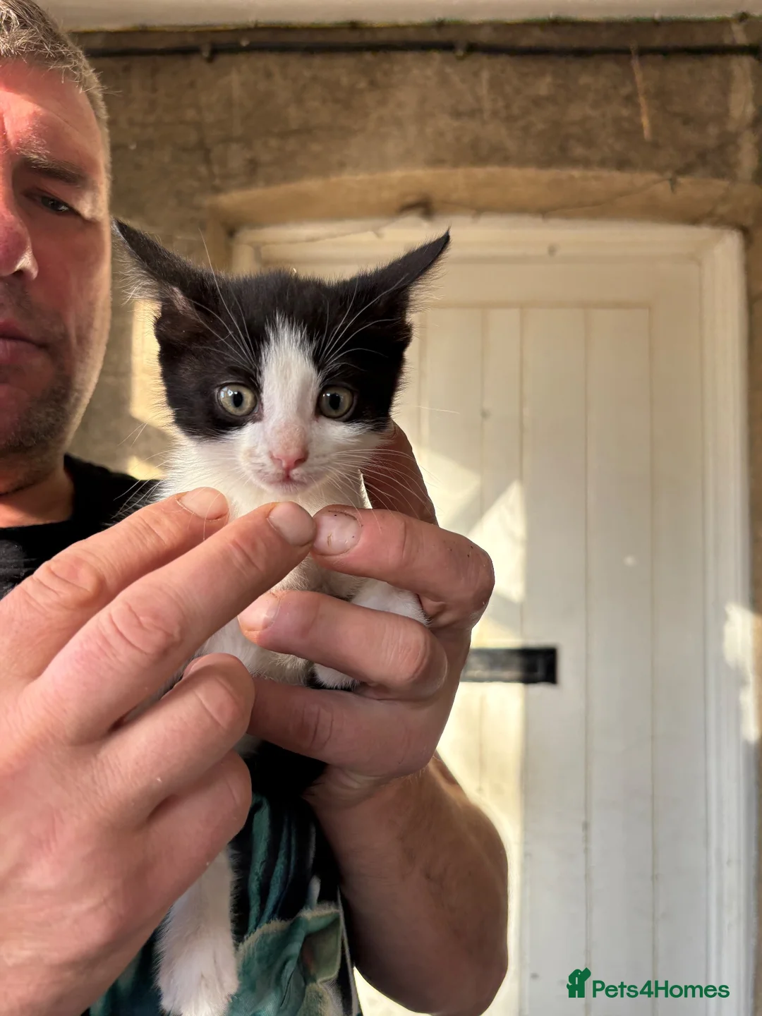 Mixed Breed cats for sale: 6 beautiful mixed kittens  - Advert 7