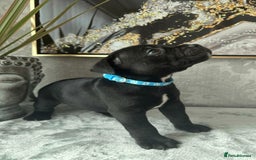 Staffordshire Bull Terrier dogs for sale: Chunky little staffy pups - Image 15