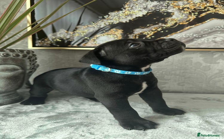 Staffordshire Bull Terrier dogs - Advert 14