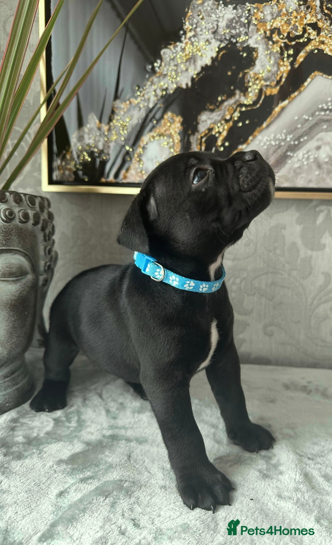 Staffordshire Bull Terrier dogs for sale: Chunky little staffy pups - Image 15