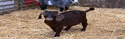 Goats livestock for sale: Castrated male Pygmy goat & intact Boer billy goat - Advert 5