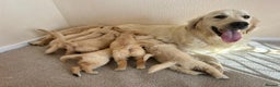 Golden Retriever dogs for stud: Extensively health tested show type kc reg in Bedford - Advert 17