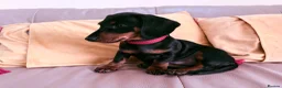 Miniature Dachshund dogs for sale: Monty the Miniature Dachshund  - Advert 5