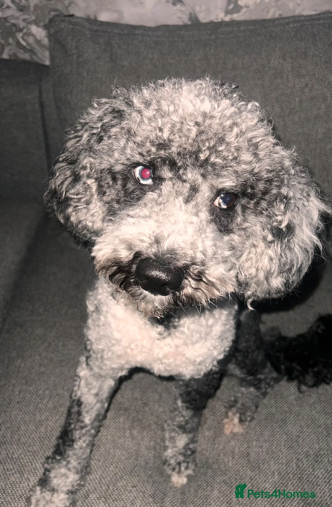 Cockapoo dogs for stud: F1b Merle Cockapoo Available for Stud – Ziggy in Salford - Advert 4