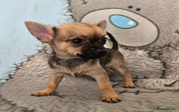 Chihuahua dogs for sale: Fully vaccinated extra mini Chihuahua puppies - Image 6