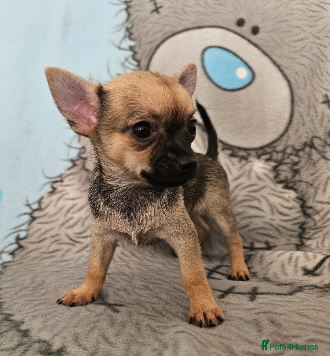 Chihuahua dogs for sale: Fully vaccinated extra mini Chihuahua puppies - Image 6