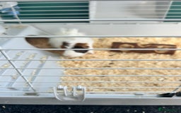 Guinea Pig rodents for sale: X2 male Guinea pigs- brothers  - Image 2