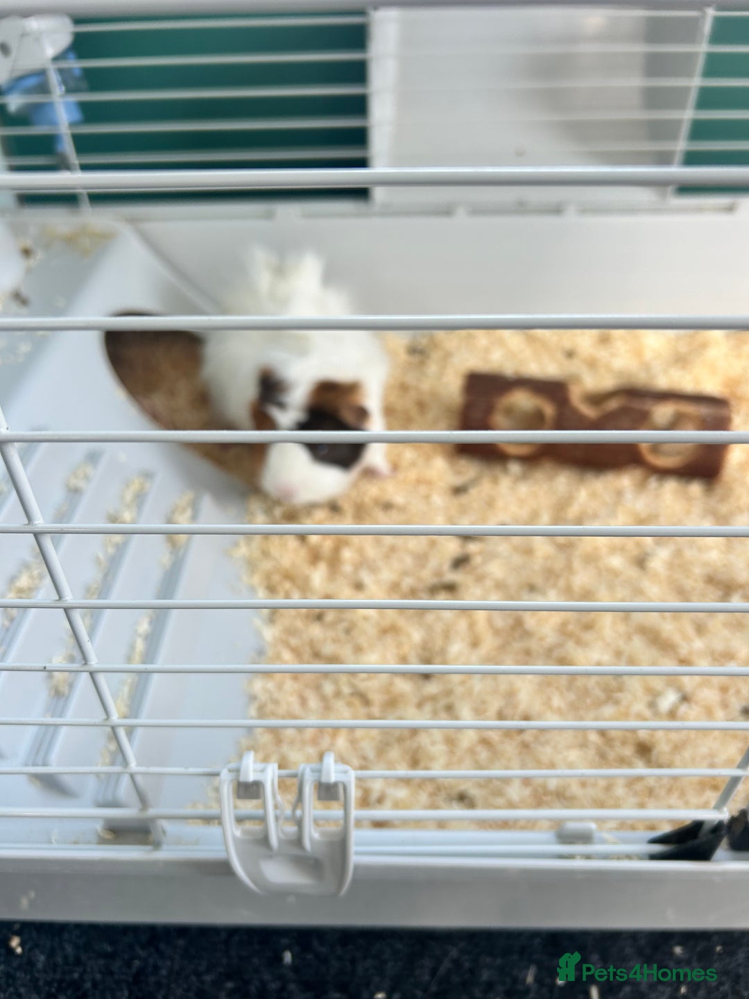 Guinea Pig rodents for sale: X2 male Guinea pigs- brothers  - Image 2
