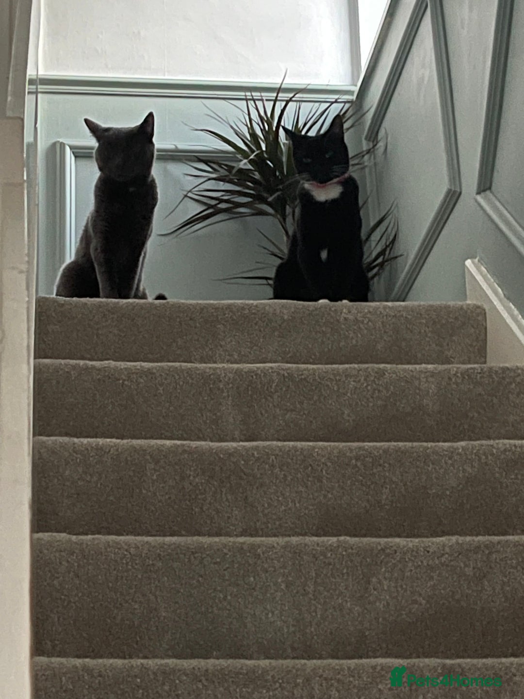 Mixed Breed cats for sale: 2 Beautiful cats for sale 3 years old  - Advert 2