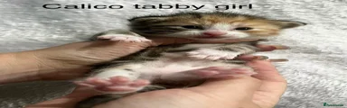 Tabby calico 