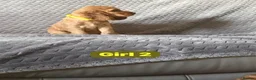 Cocker Spaniel dogs for sale: FULLHEATHTESTED OUTSTANDING SHOWTYPE COCKERSPANIEL in Alton - Advert 7