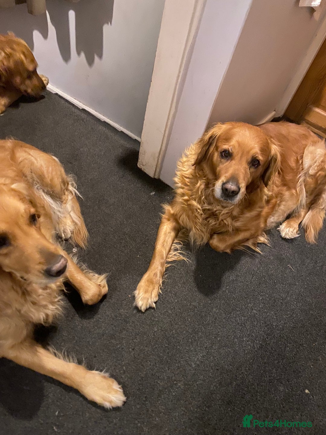 Golden Retriever dogs for sale: **True Gold** Pure Golden Retriever Puppies - Image 11