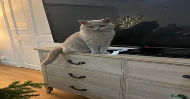 British Shorthair cats - Advert 3