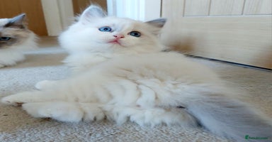 Ragdoll cats - Advert 7