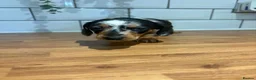 Dachshund dogs for sale: Beautiful dachshund puppies - Advert 9