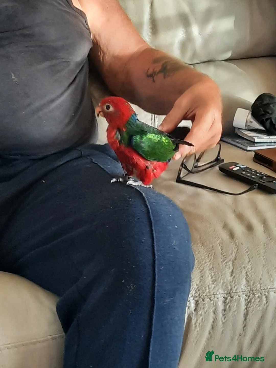 Parrots birds for sale: Super Tame ambonian king parrot - Advert 1