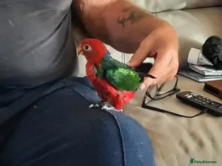 Parrots birds Super Tame ambonian king parrot - Advert 5