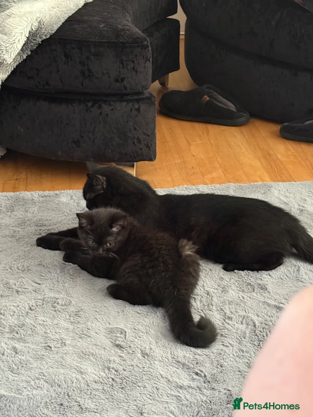 British Shorthair cats for sale: 🌟 British shorthair 🌟 - Advert 1