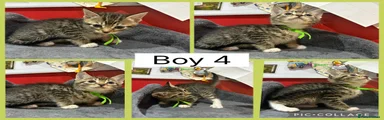 Mixed Breed 4