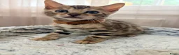 Bengal cats for sale: Quality Bengal kittens - Advert 7