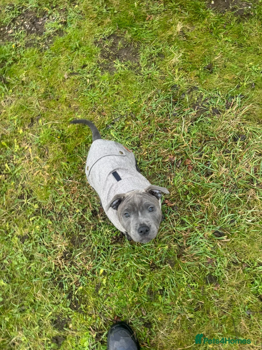 Staffordshire Bull Terrier dogs for sale: 🏆 CHAMPION BLUE BITCH READY TO LEAVE 🏆 - Advert 18