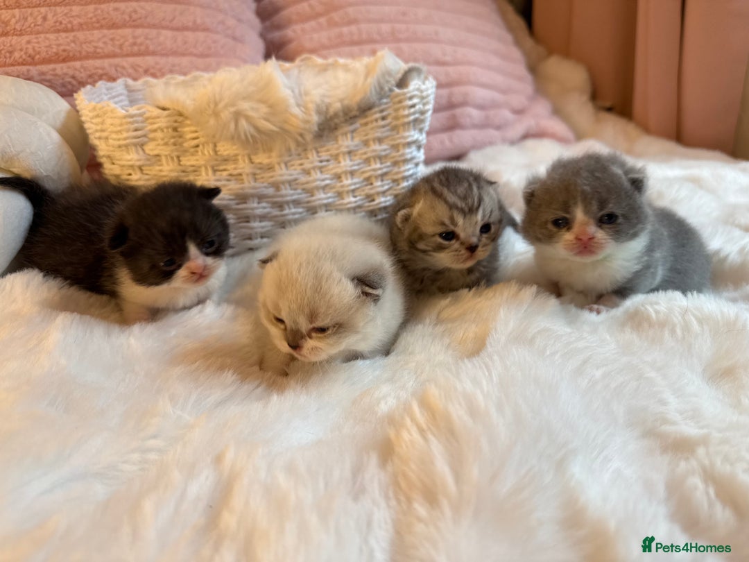 British Shorthair cats for sale: British Shorthair kittens Champion Line 🥇🏆😻 - Image 5