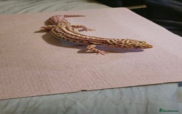 Leopard Gecko reptiles for sale: Female leopard gecko - Image 3