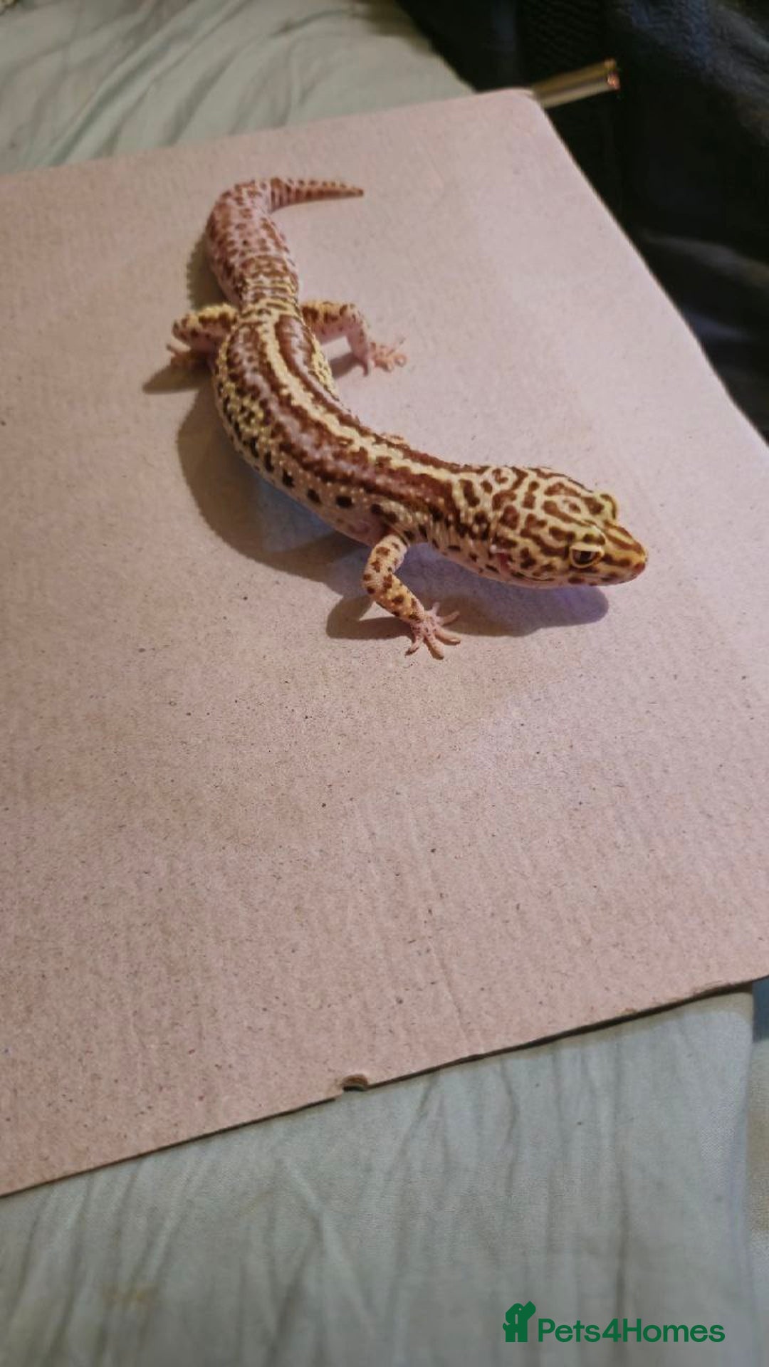 Leopard Gecko reptiles for sale: Female leopard gecko - Image 3