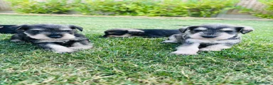 Miniature Schnauzer 4