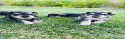 Miniature Schnauzer dogs for sale: Stunning litter of miniature schnauzers 🐶  in Sheerness - Advert 4