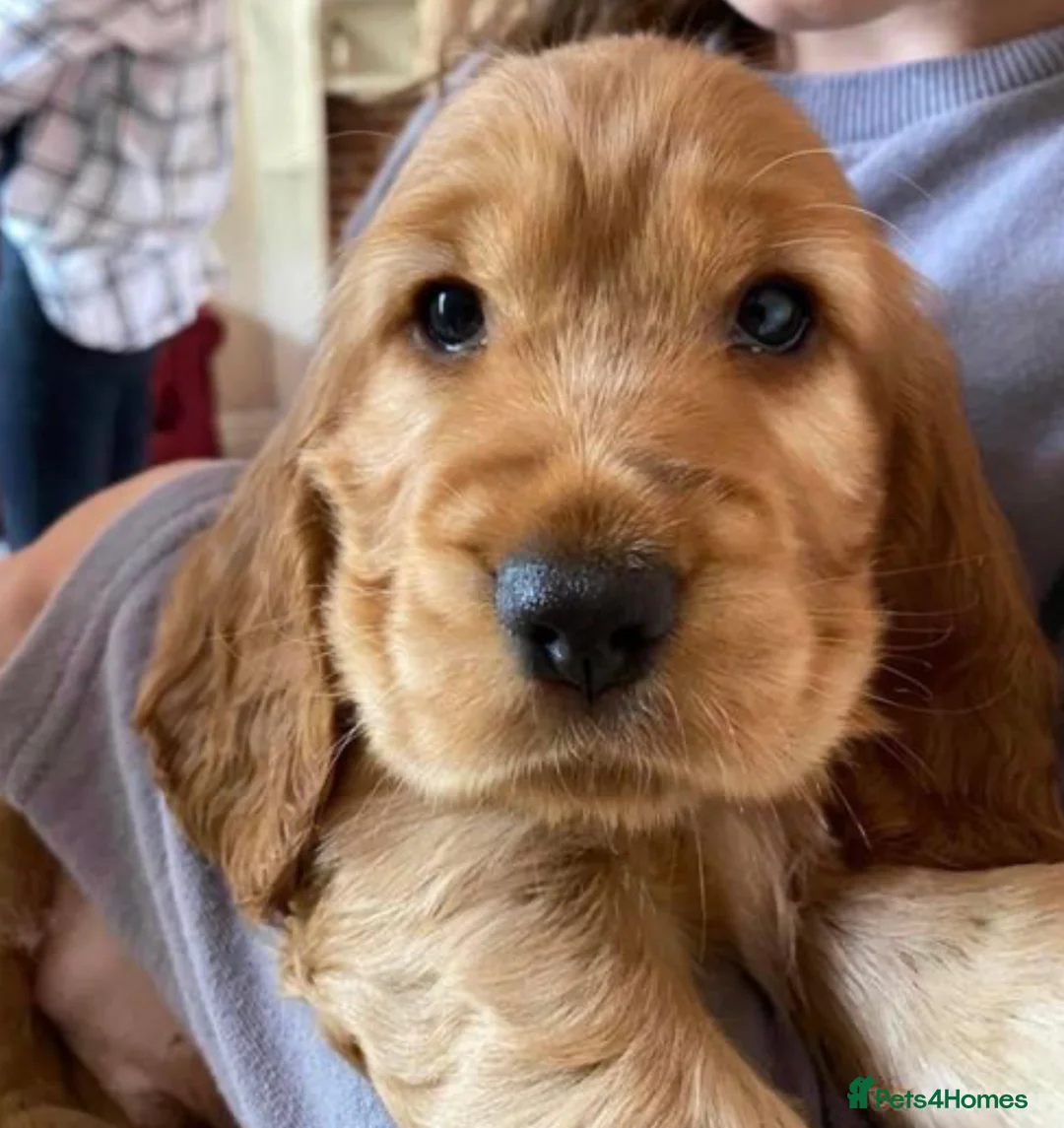 Cocker Spaniel dogs for stud: *Mungo* GOLDEN Show Cocker PEDIGREE BEST TESTED in Bradford-on-Avon - Advert 26