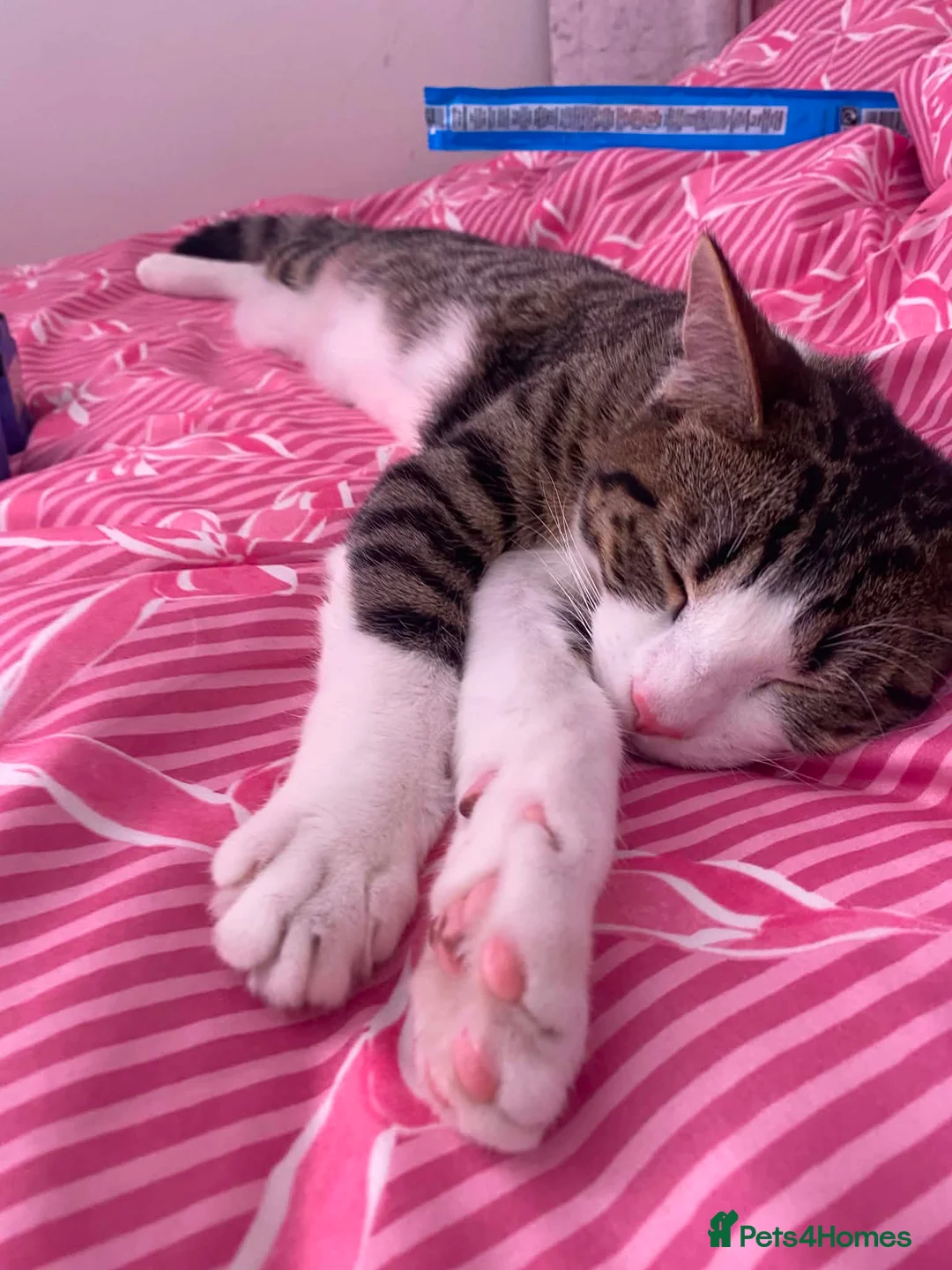 Mixed Breed cats for adoption: Two 7month old kittens looking for forever homes in Sheffield - Advert 1