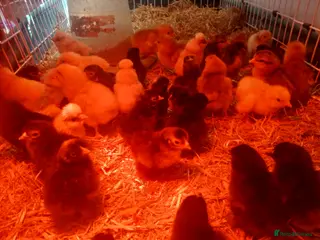 Chickens poultry Day old chicks - Advert 1