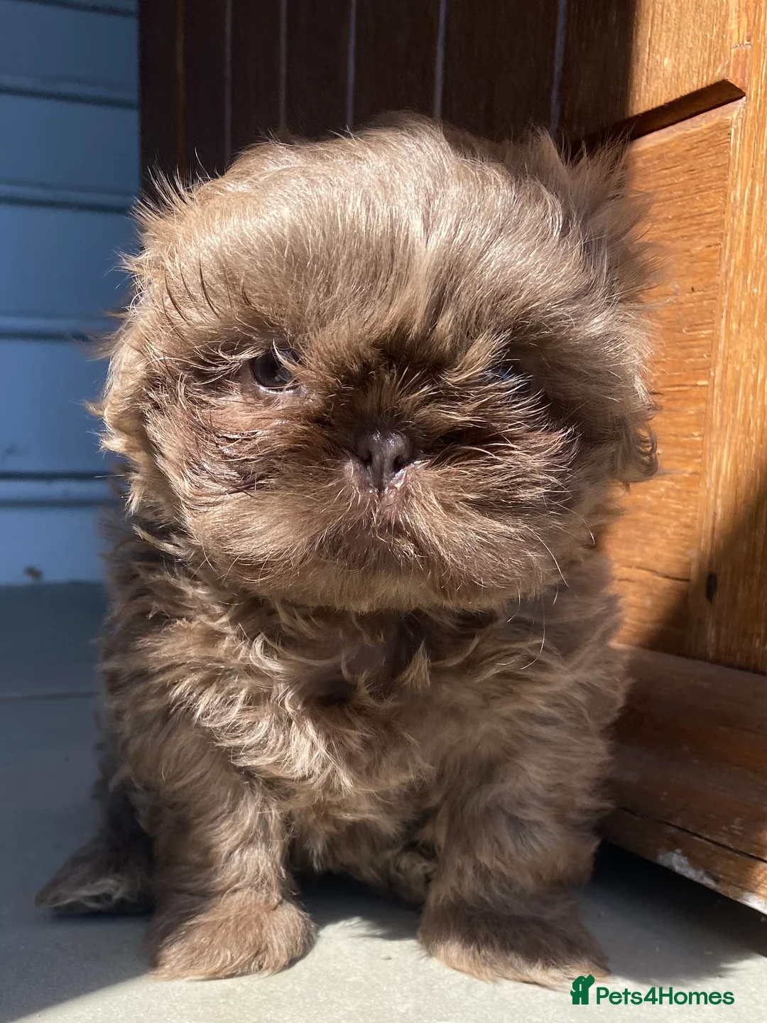 Shih Tzu dogs for stud: KC Lilac Imperial Shih Tzu for Stud in Chislehurst - Advert 21