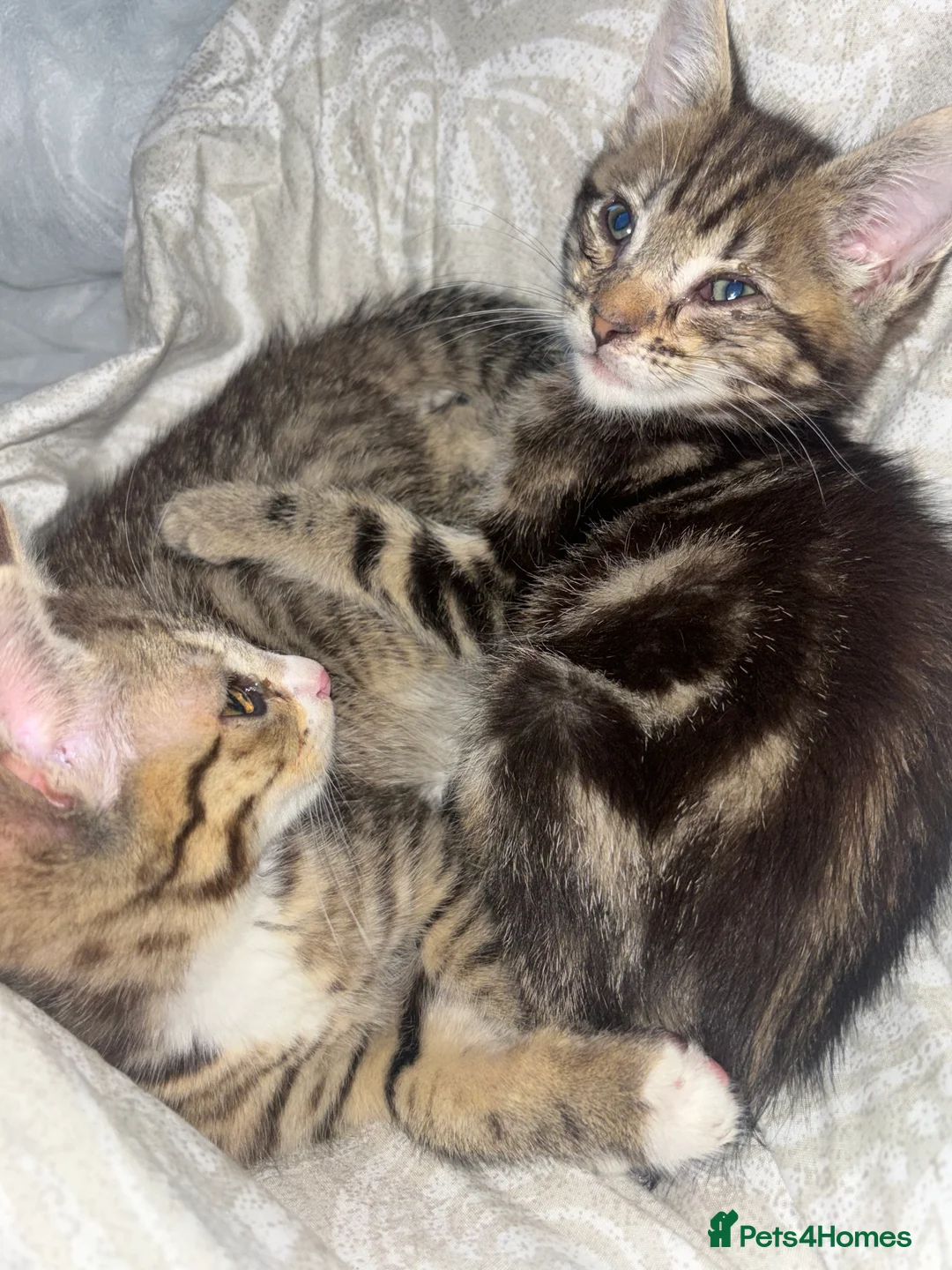 Mixed Breed cats for sale: Chocolate kittens ghost markings  - Advert 5