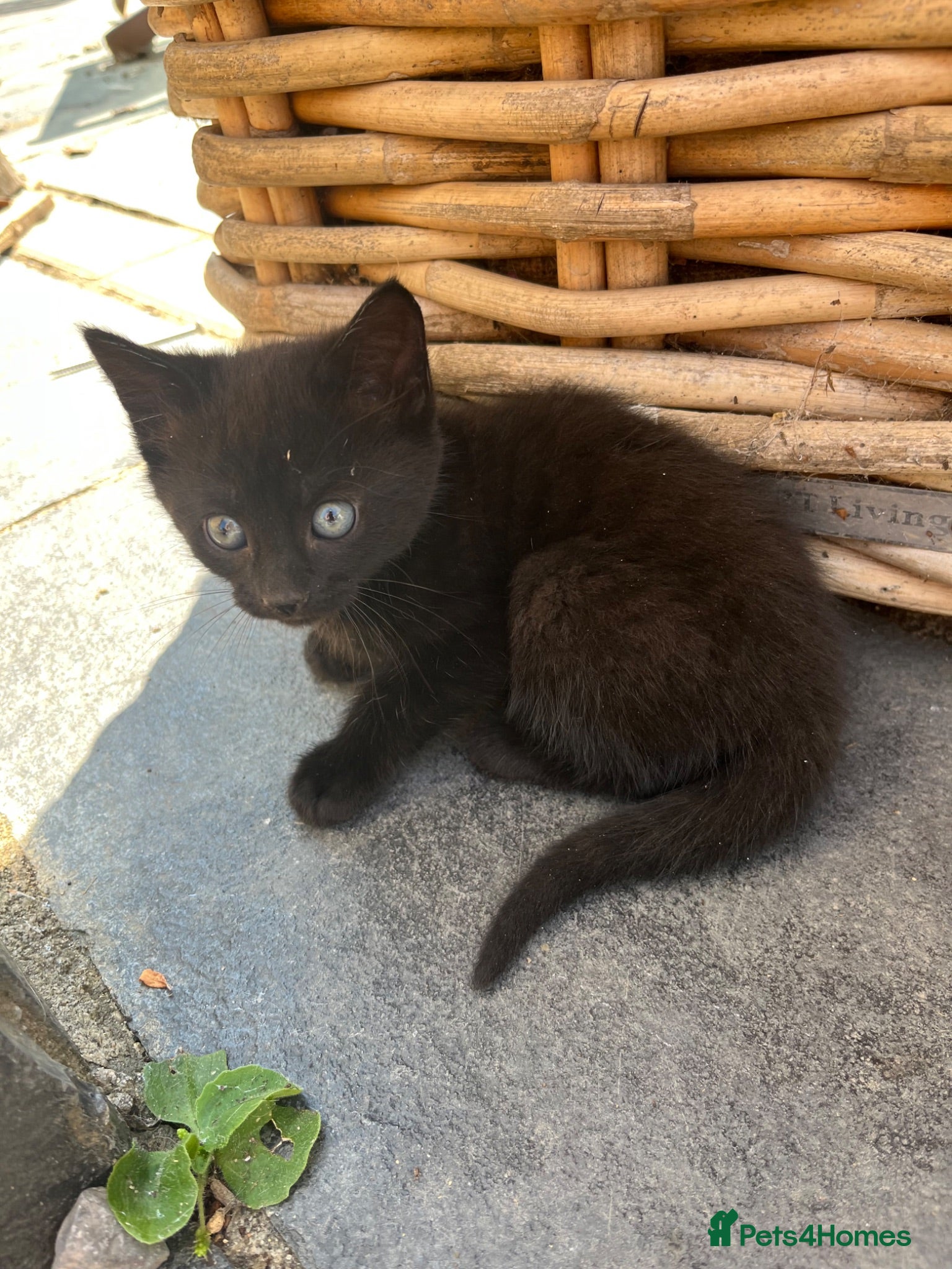 Mixed Breed cats Short haired kittens ready to go - Advert 19