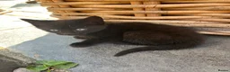 Mixed Breed cats for sale: Short haired kittens ready to go - Advert 2