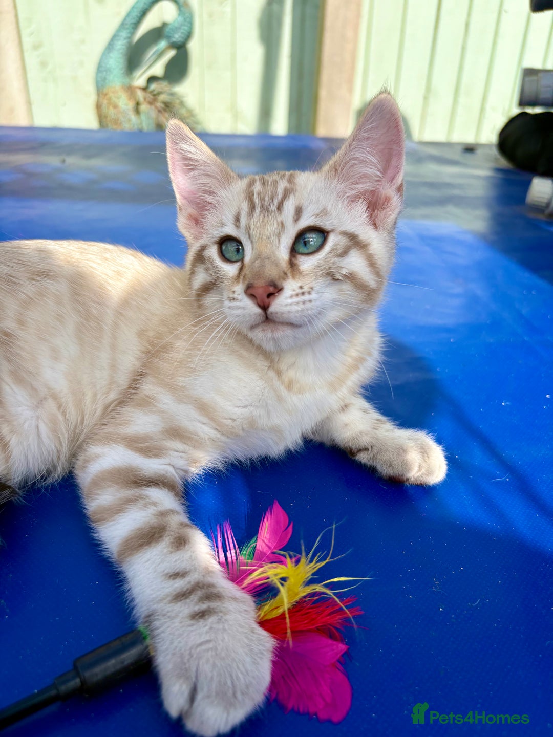 Savannah cats for sale: Superb snow leopard boys - Image 20