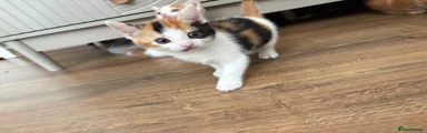 Mixed Breed 4