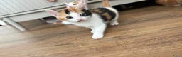 Mixed Breed cats for sale: Kittens  in Ashington - Advert 5