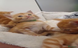 Maine Coon cats for sale: 5 chunky male, 1 female maine coon - Image 14