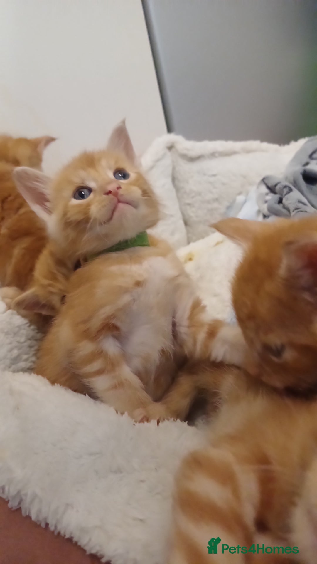 Maine Coon cats for sale: 5 chunky male, 1 female maine coon - Image 14