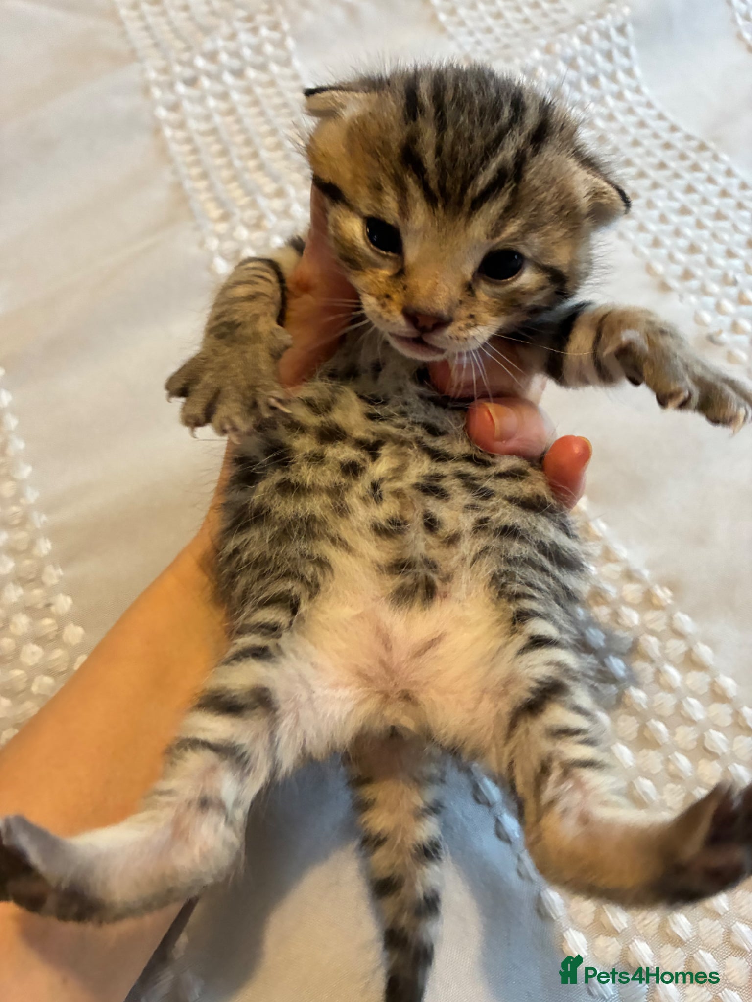 Bengal cats 5 Bengal x 1 snow lynx Bengal 4 brown spotted  - Advert 18